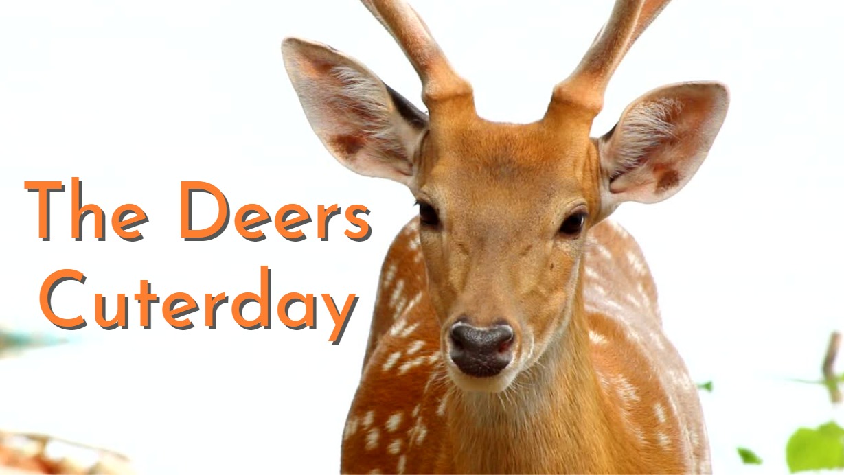 2 The Deers Cuterday 4K Youtube Cover The Deers