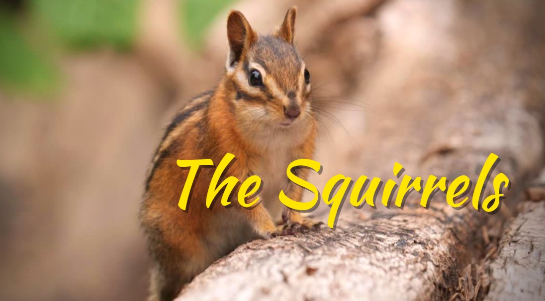 Cute Squirrels Chipmunks Cover Cute Squirrels Chipmunks YouTube