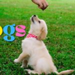 Dogs Youtube Video Cute Dogs