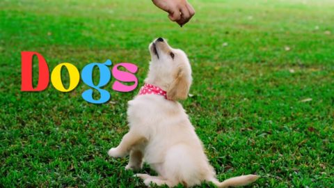 Dogs Youtube Video Cute Dogs YouTube
