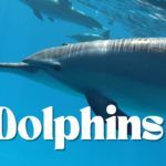 Dolphins-Youtube-Video