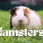 Hamsters Youtube Video The Cute and Adorable World of Hamsters: Exploring Why These Furry Friends Make Great Pets - Cute Hamster Videos Movies
