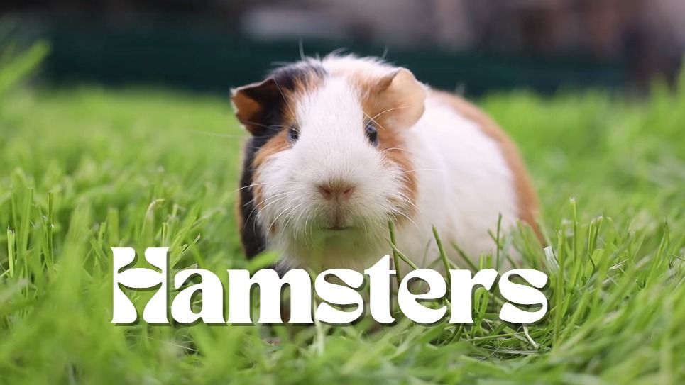 Hamsters Youtube Video The Cute and Adorable World of Hamsters: Exploring Why These Furry Friends Make Great Pets - Cute Hamster Videos YouTube