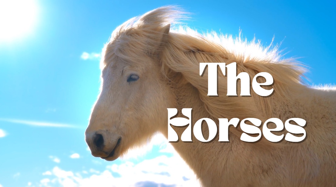 Horses Cover The Horses YouTube