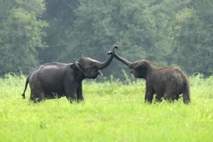 If Elephant and Rhino Fight If Elephant and Rhino Fight, Which Wins? Animal, Elephant, If Elephant and Rhino Fight, Rhino