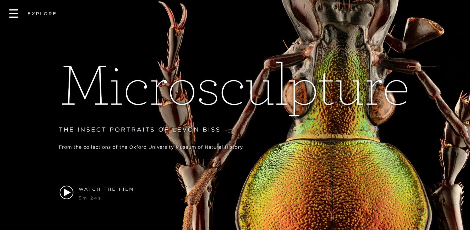 Microscuplture Microscuplture | Artist Levon Biss Taking Portrait Photographs of Insects bug