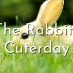 The Rabbits Cuterday Youtube Cover Cute Rabbits