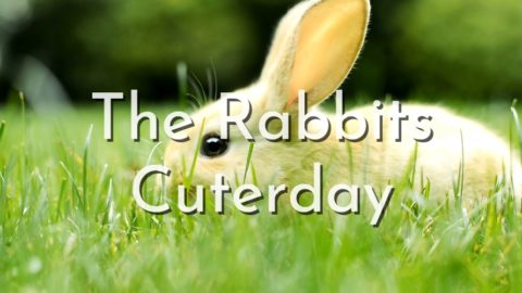 The Rabbits Cuterday Youtube Cover Cute Rabbits YouTube