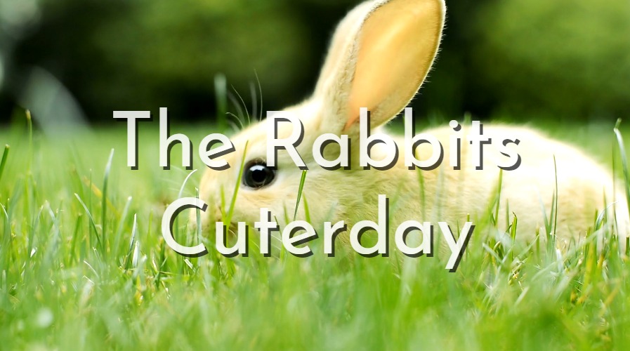 The Rabbits Cuterday Youtube Cover Cute Rabbits YouTube