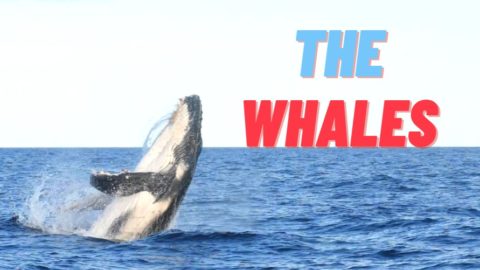The Whales Youtube cover 1 The Whales YouTube #Cute #Whales #Cuterday #fy #explore #baby whales