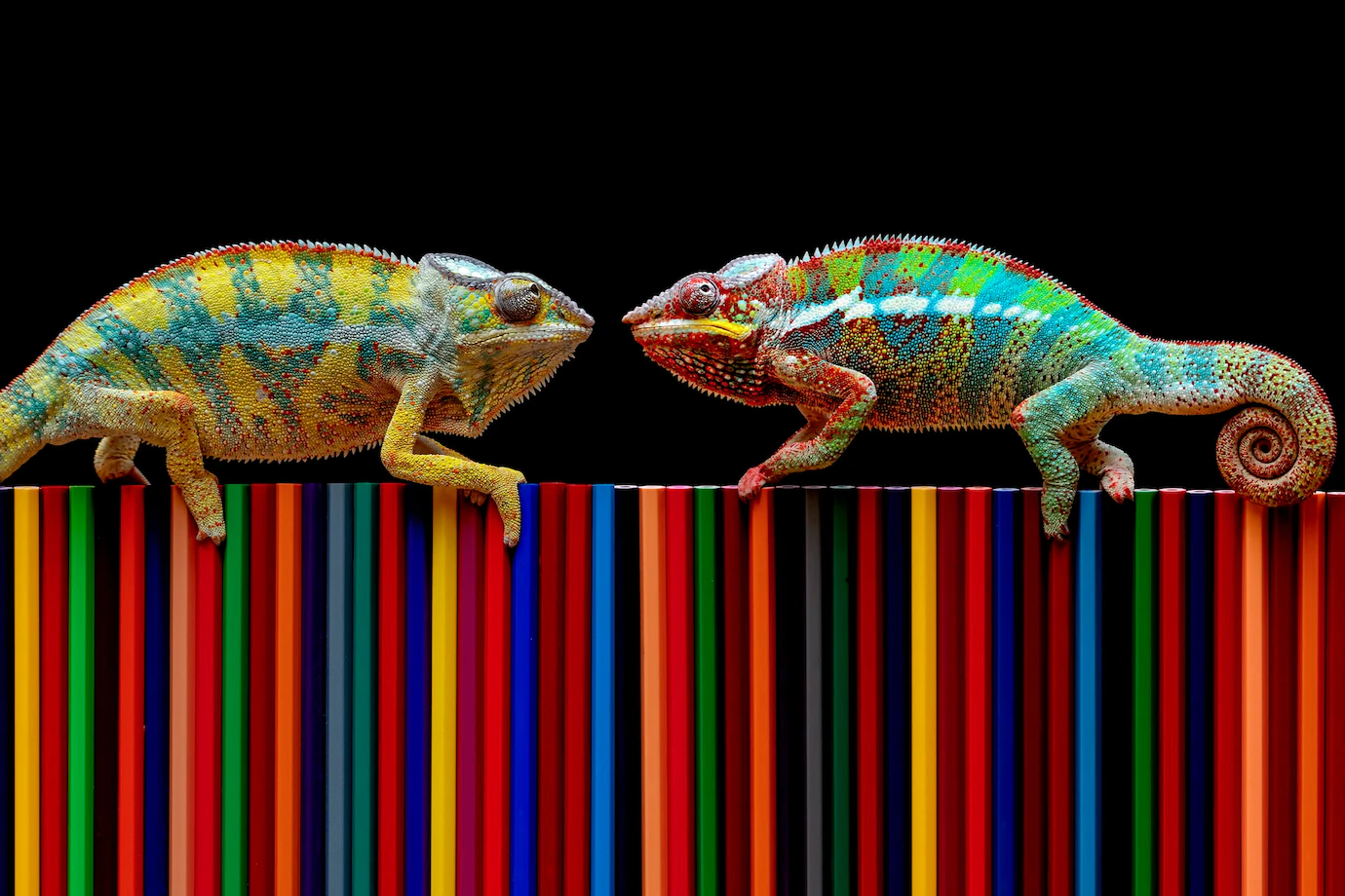 Which animals can change color?