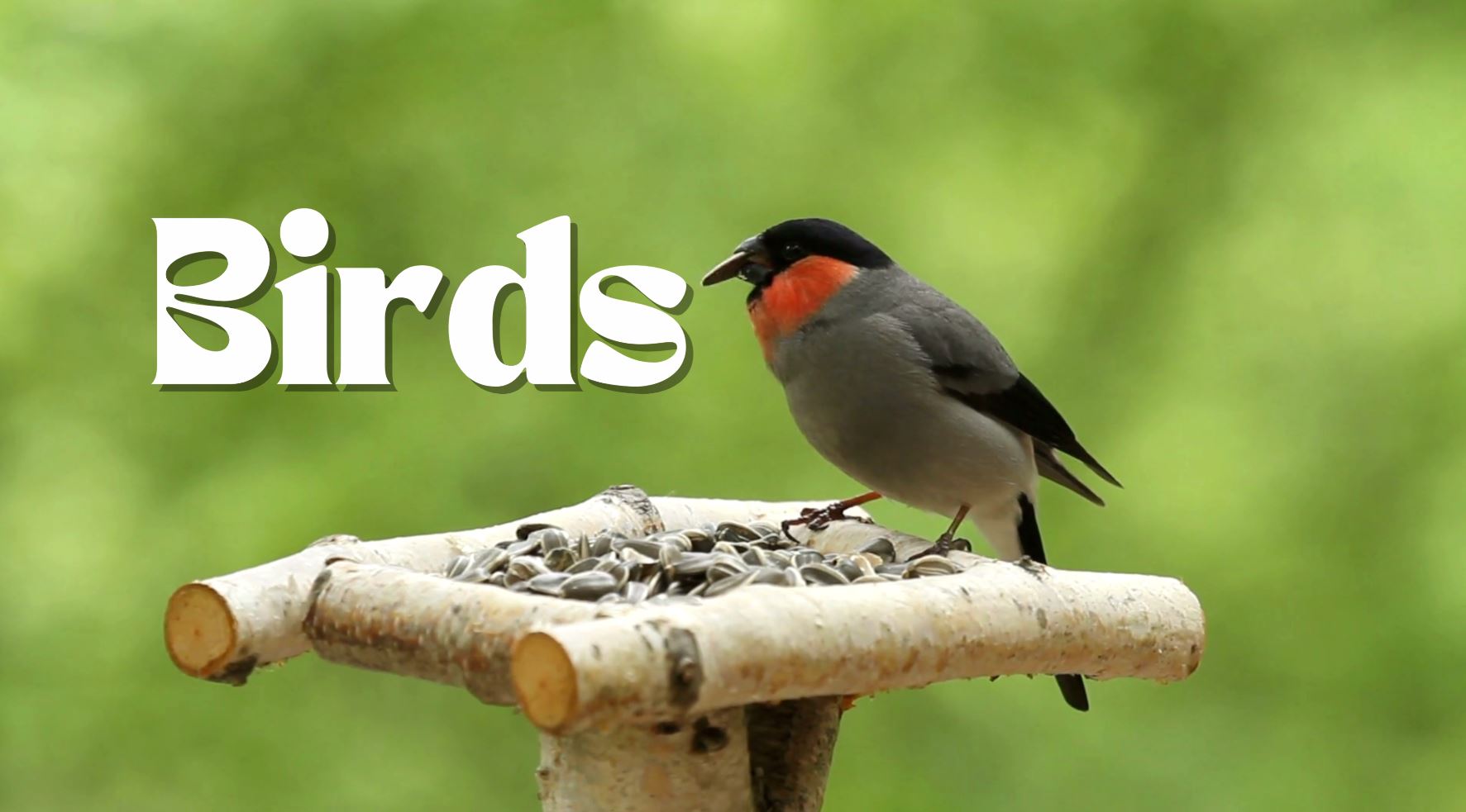 kapak 1 Cute Birds YouTube