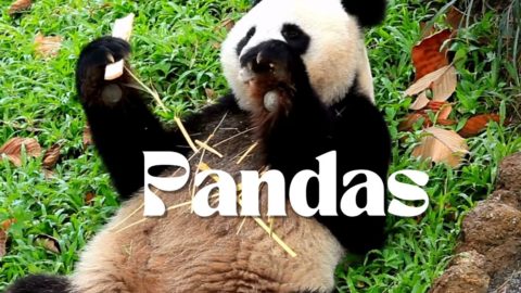 pandas Cute Pandas