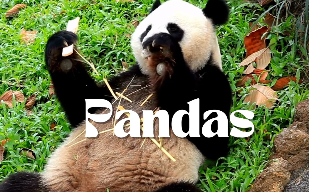 pandas Cute Pandas YouTube